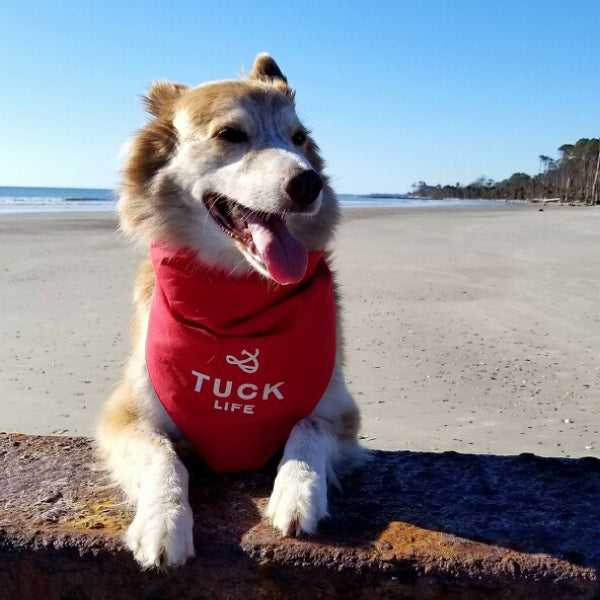 Tuck Life Bandana for pups or people!